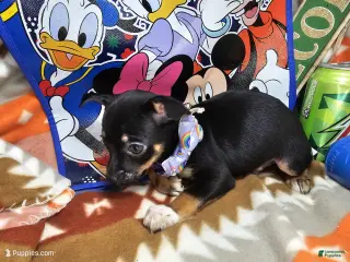 Chihuahua dogs Hawk-Eye (Tri-color) - Ad 42