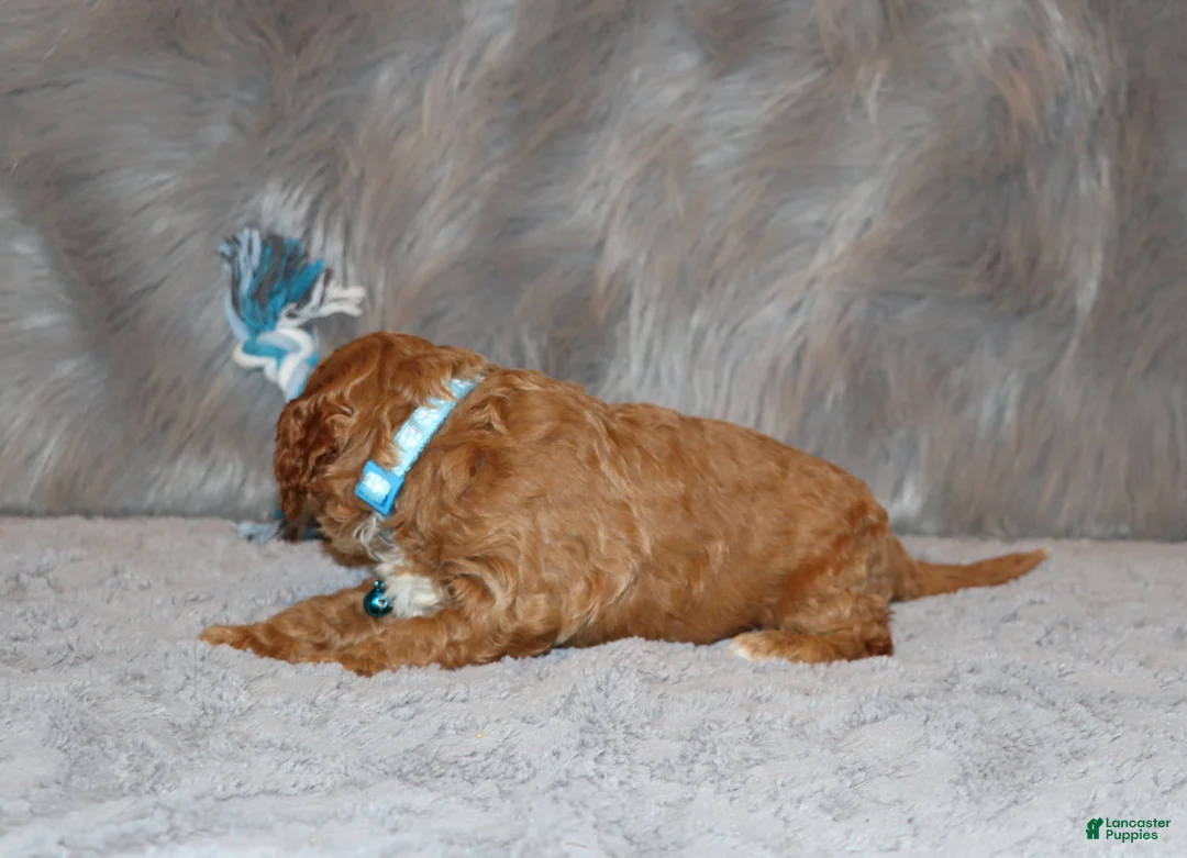 Mini Goldendoodle dogs for sale: Thomas 💙 Micro Miniature - Ad 16