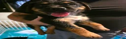 Mixed Breed dogs for sale: Mixed Breed 5 - Ad 1