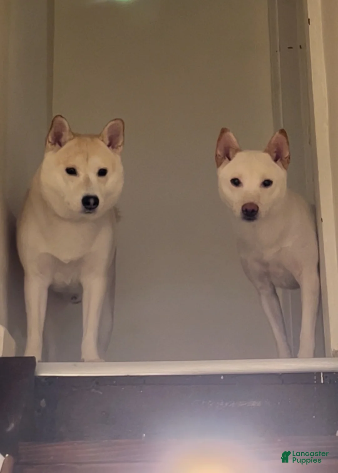 Shiba Inu dogs for sale: Shiba Inu Puppy 1 - Ad 6