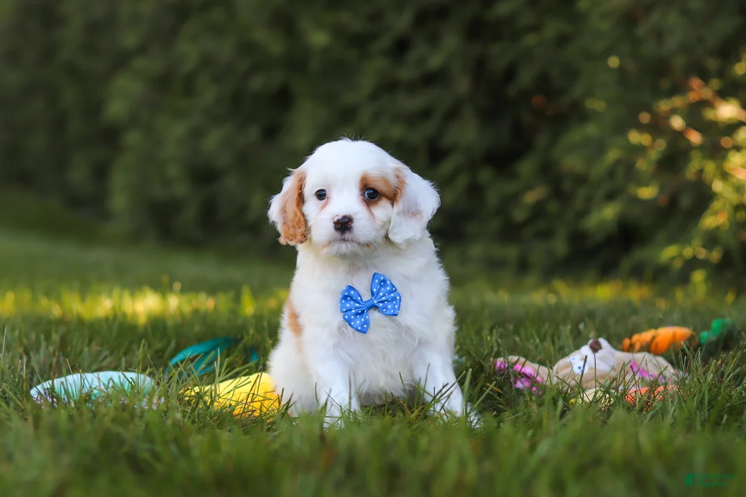Cavapoo dogs for sale: Iggy Bear  - Ad 1