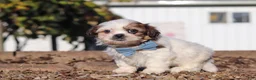 Shih Tzu dogs for sale: James - Ad 6