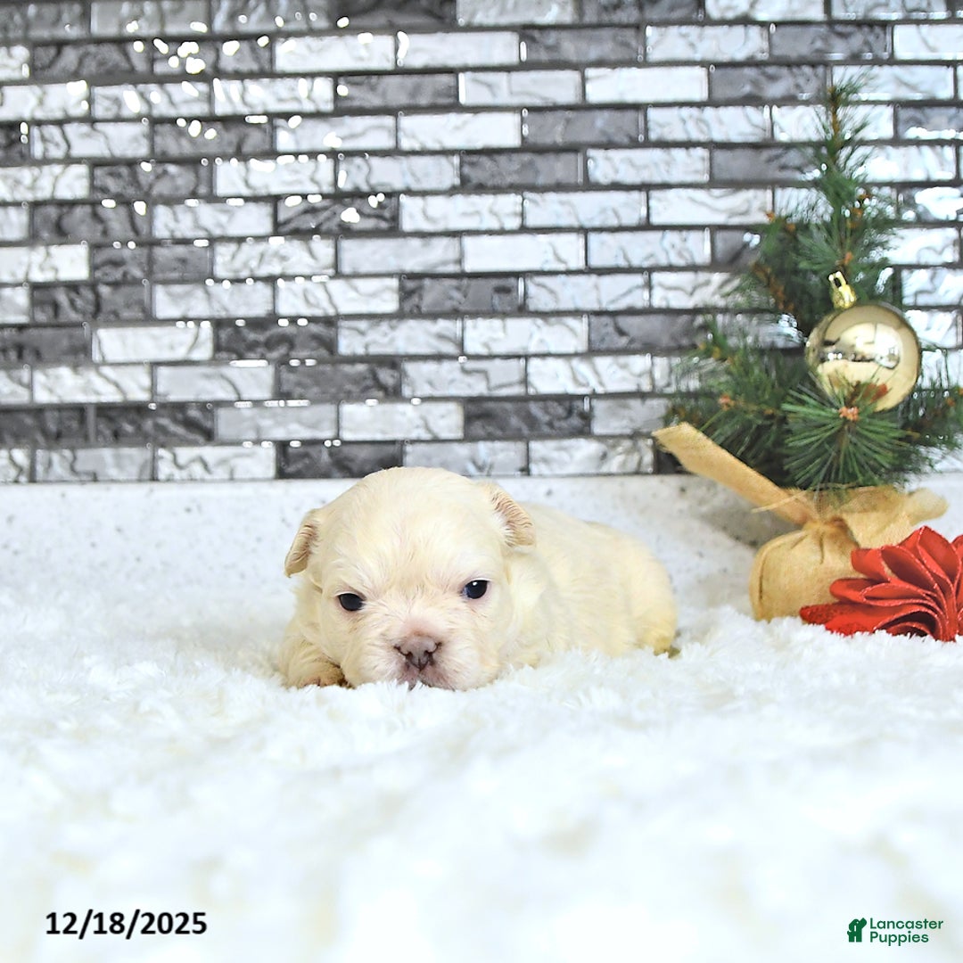 French Bulldog dogs for sale: Lola - Ad 1