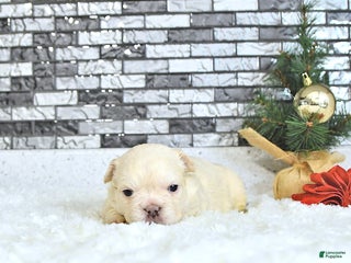 French Bulldog dogs Lola - Ad 10