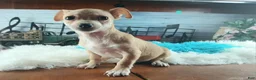 Chihuahua dogs for sale: Nationwide delivery. Popcorn boy green - Ad 5