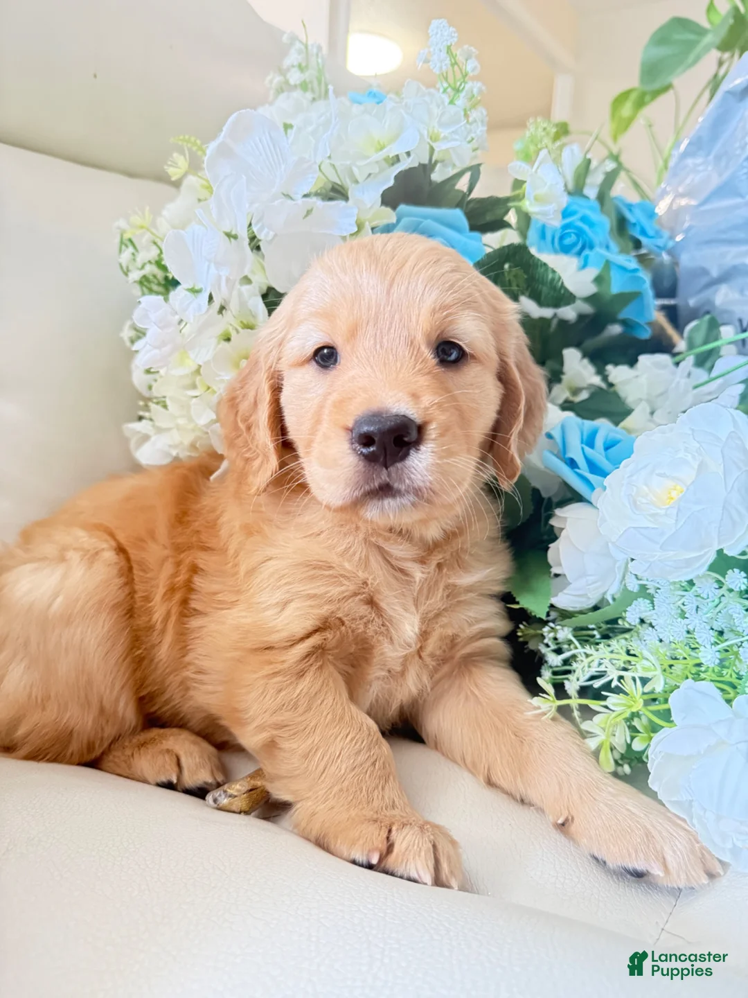 Golden Retriever dogs for sale: Golden Retriever 1 - Ad 3