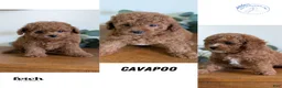 Cavapoo dogs for sale: Ezi - Ad 9