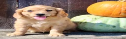 Miniature Golden Retriever dogs for sale: Tulip Female Mini Golden Retriever  - Ad 3