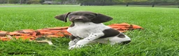 German Shorthaired Pointer dogs for sale: Secret - Ad 3