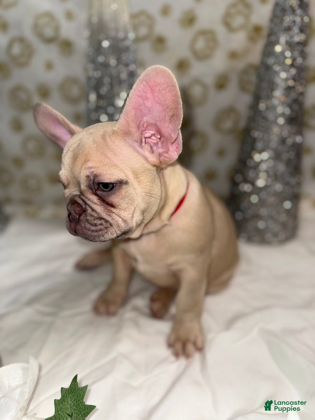 French Bulldog dogs for sale: Wolverine  - Ad 2