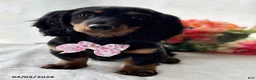 Miniature Dachshund dogs for sale: Sugar Gal - Ad 1