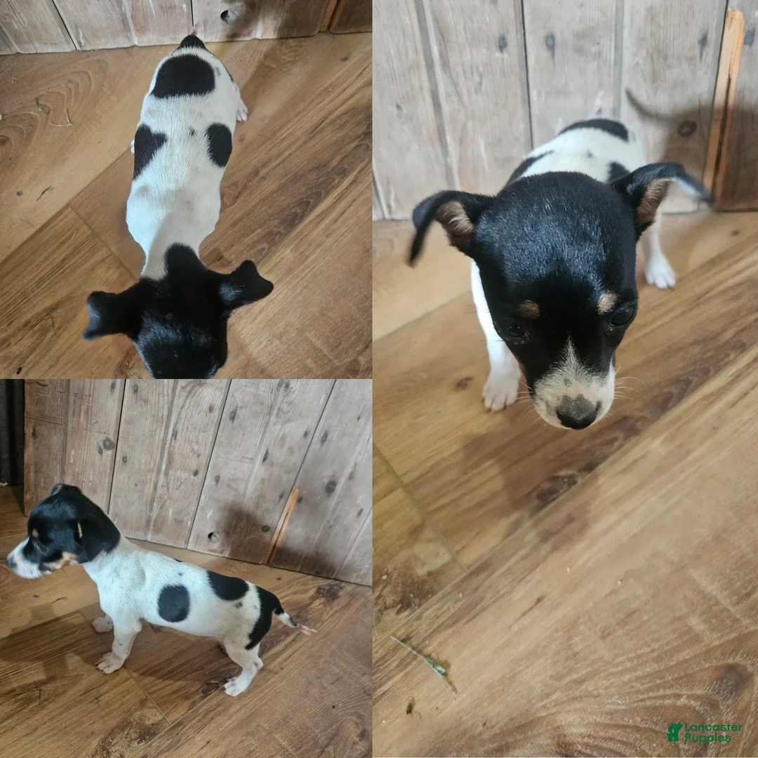 Jack Russell Terrier dogs for sale: Jack Russell Terrier 4 - Ad 1