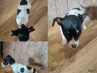 Jack Russell Terrier dogs Jack Russell Terrier 4 - Ad 35