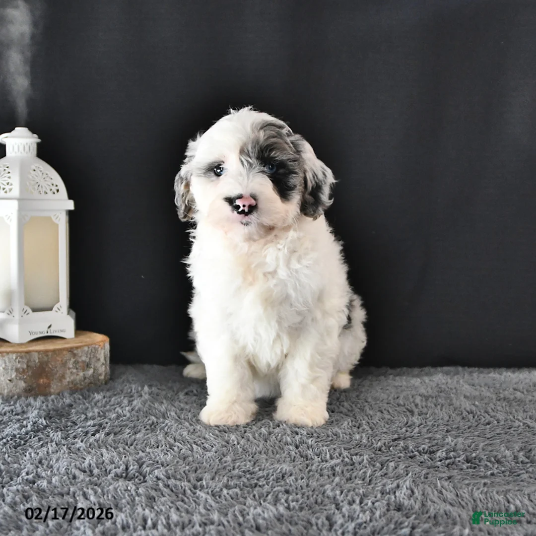 Mini Aussiedoodle dogs for sale: Lady - Ad 4