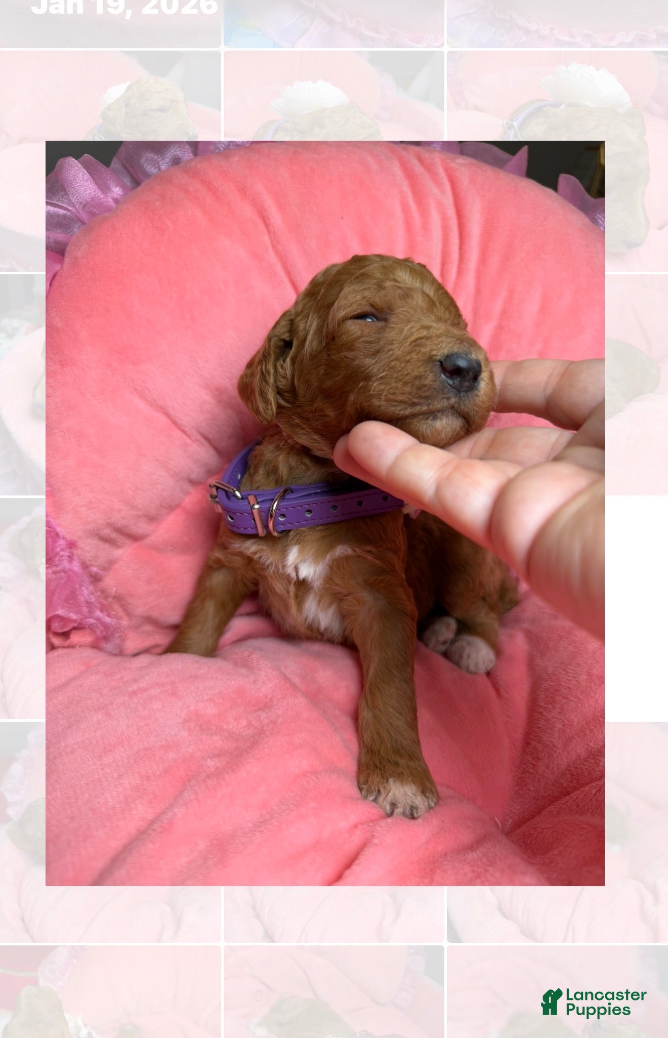 Standard Poodle dogs Lilac - Ad 3