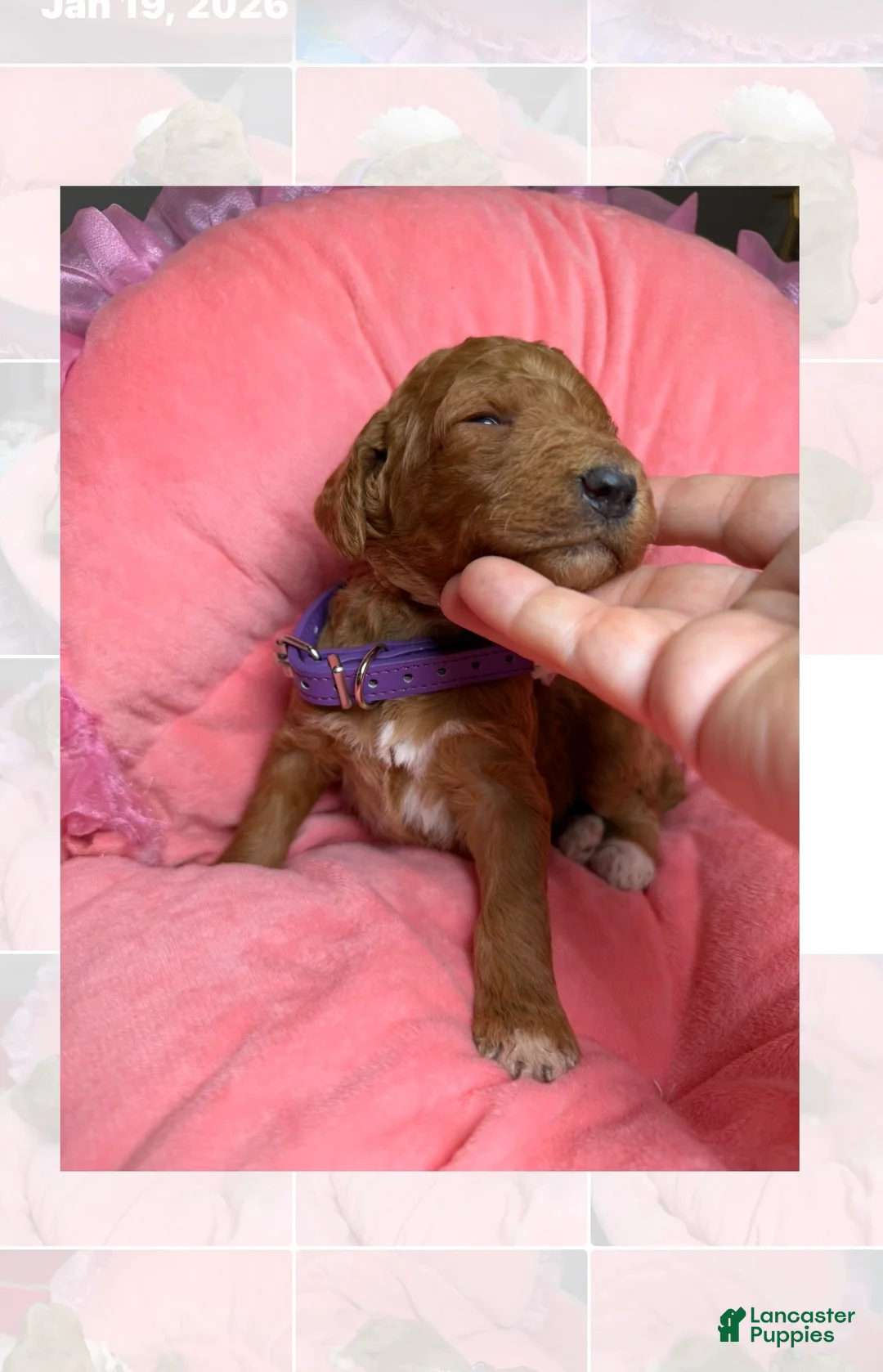 Standard Poodle dogs for sale: Lilac - Ad 1