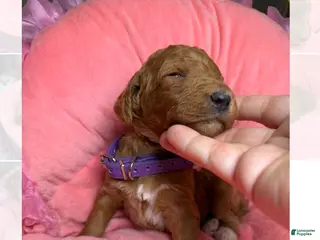 Standard Poodle dogs Lilac - Ad 3