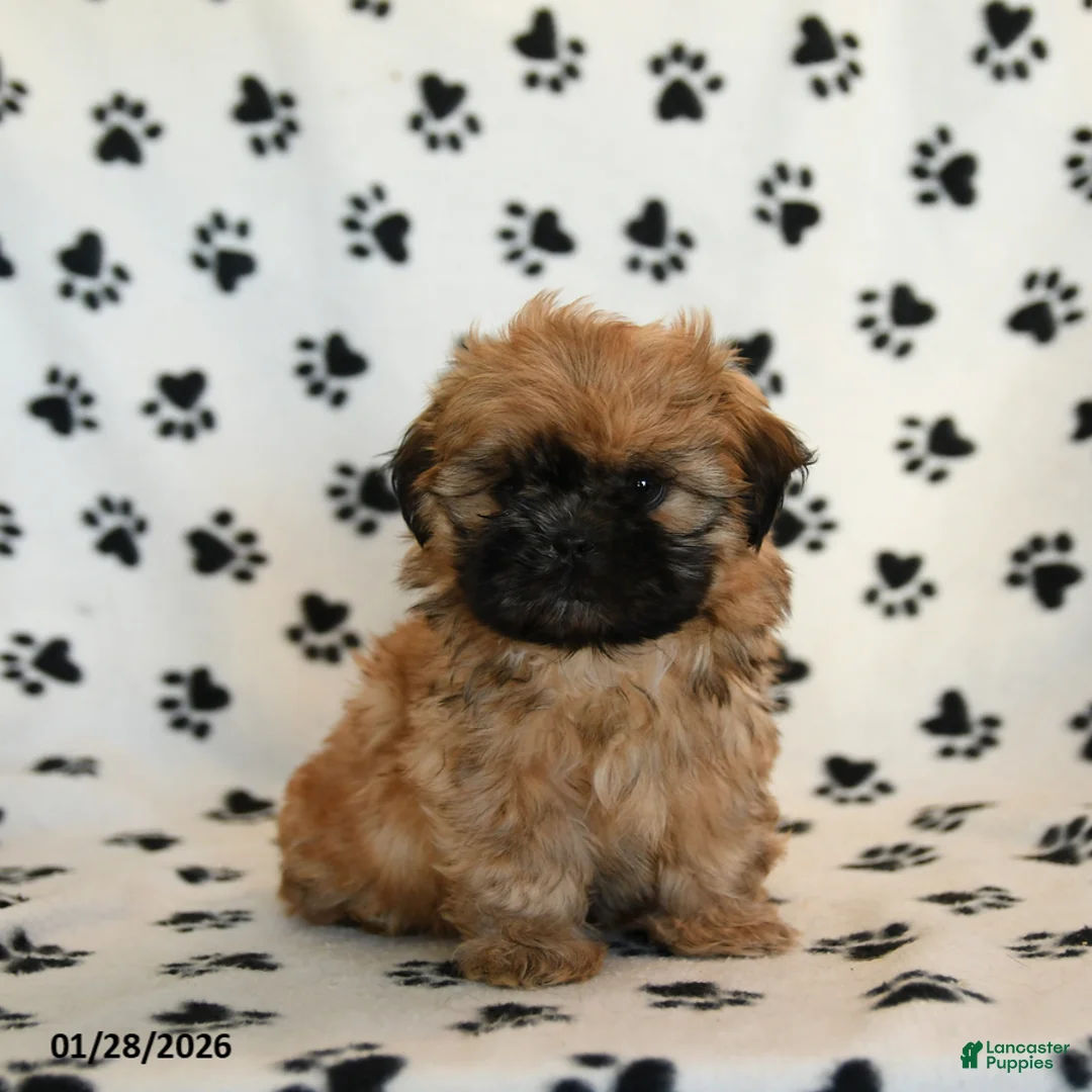 Shih Tzu dogs for sale: Oberon - Ad 5