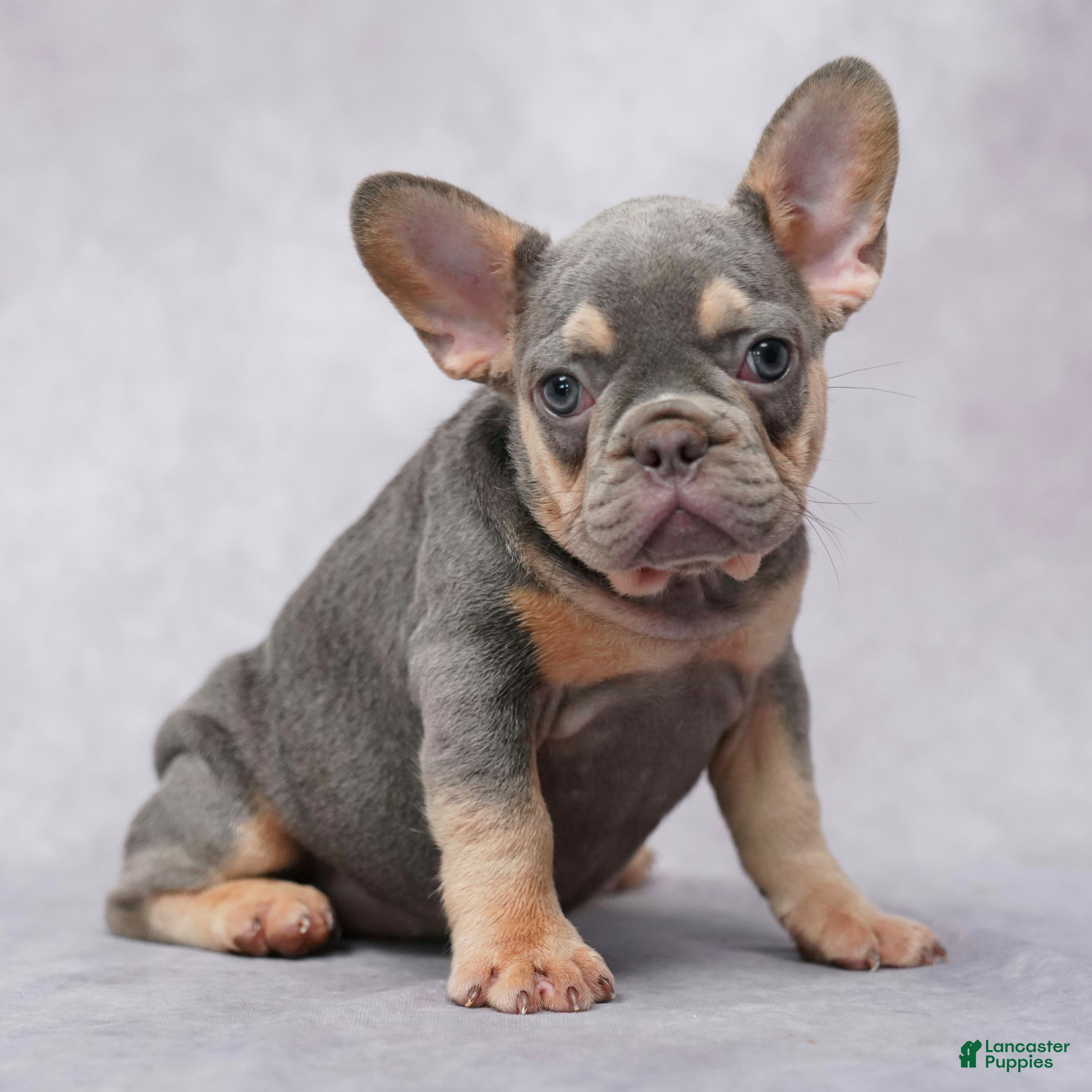 French Bulldog dogs Mocha - Ad 1