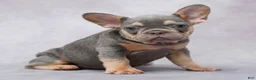 French Bulldog dogs for sale: Mocha - Ad 1