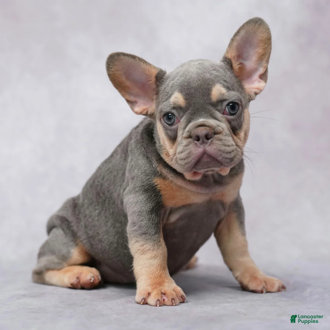 French Bulldog dogs for sale: Mocha - Ad 1