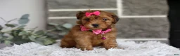 Yorkiepoo dogs for sale: Jewel  - Ad 7
