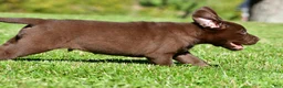Labrador Retriever dogs for sale: Jackson - Ad 3