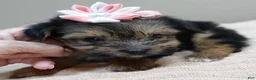 Yorkshire Terrier dogs for sale: Teacup Bailey 6 ounces - Ad 4