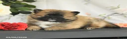 Pomeranian dogs for sale: Brent - Ad 2