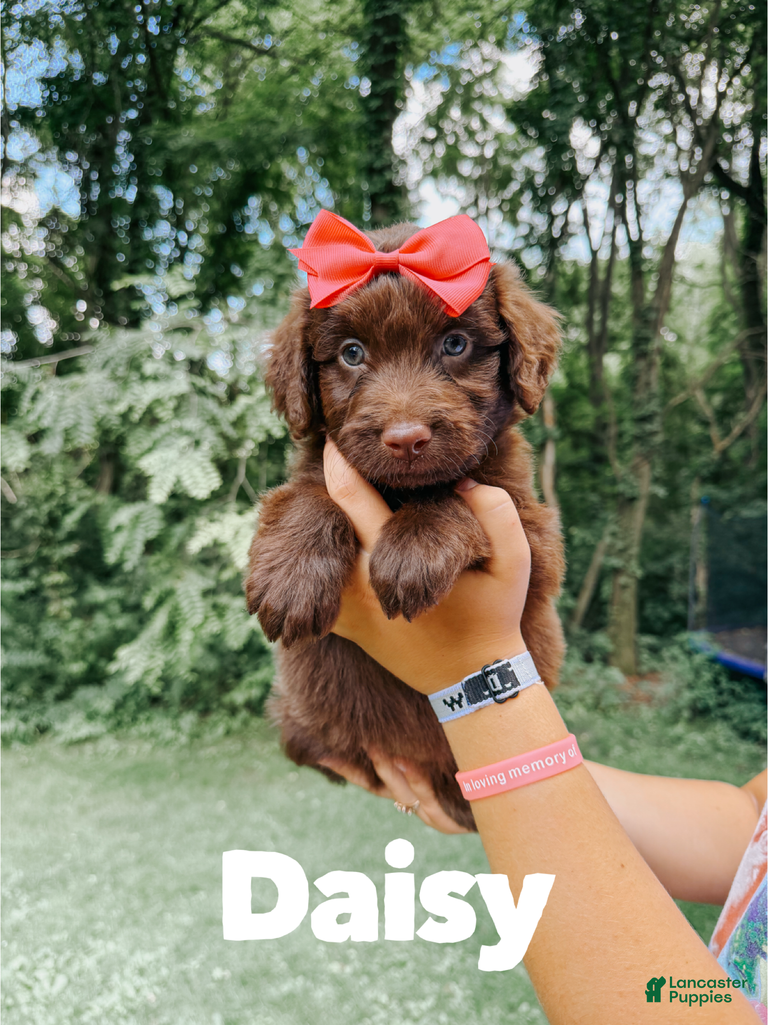Aussiedoodle dogs Daisy  - Ad 11