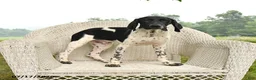 German Shorthaired Pointer dogs for sale: Gus - Ad 5