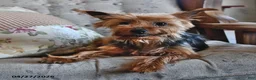 Yorkshire Terrier dogs for sale: Miney - Ad 6