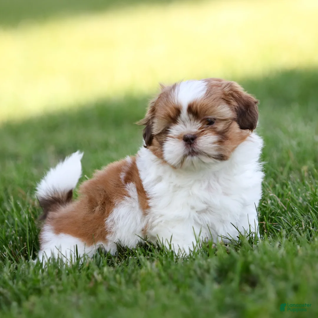 Shih Tzu dogs for sale: Dandy Shih Tzu  - Ad 2