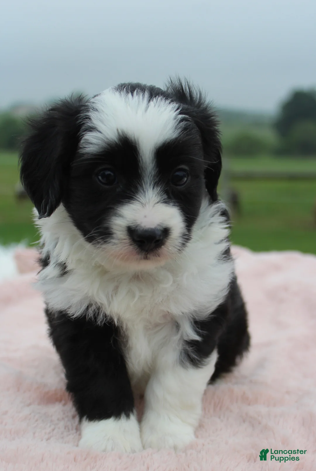 Mini Aussiedoodle dogs for sale: Mini Aussiedoodle 3 - Ad 5