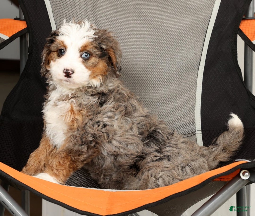 Mini Bernedoodle dogs for sale: Missy - Ad 7