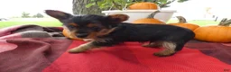Yorkshire Terrier dogs for sale: Yorkshire Terrier 2 Monroe - Ad 4