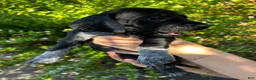 Mixed Breed dogs for sale: Red - Ad 32
