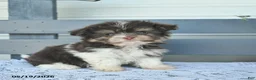 Havanese dogs for sale: Daisy  - Ad 2