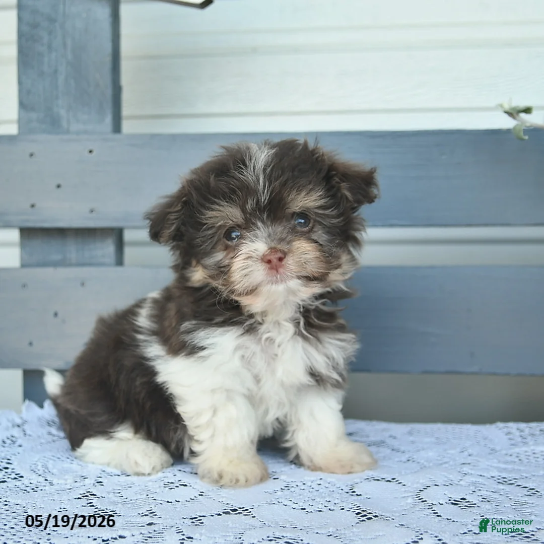 Havanese dogs for sale: Daisy  - Ad 2
