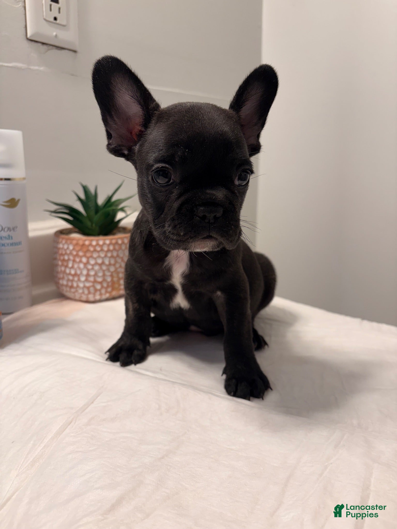 French Bulldog dogs French Bulldog 3 - Ad 37