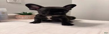 French Bulldog 3