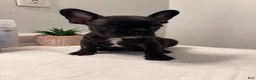 French Bulldog dogs for sale: French Bulldog 3 - Ad 1