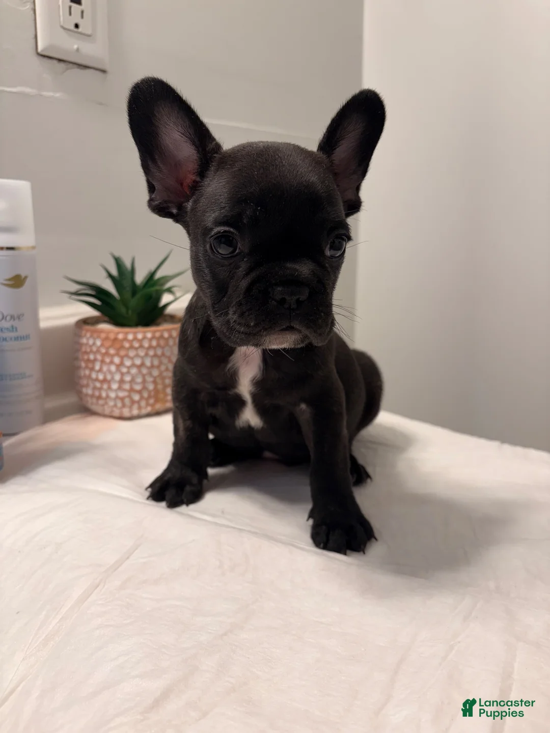 French Bulldog dogs for sale: French Bulldog 3 - Ad 1