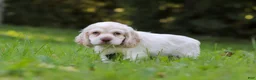 Cocker Spaniel dogs for sale: Benji - Ad 2