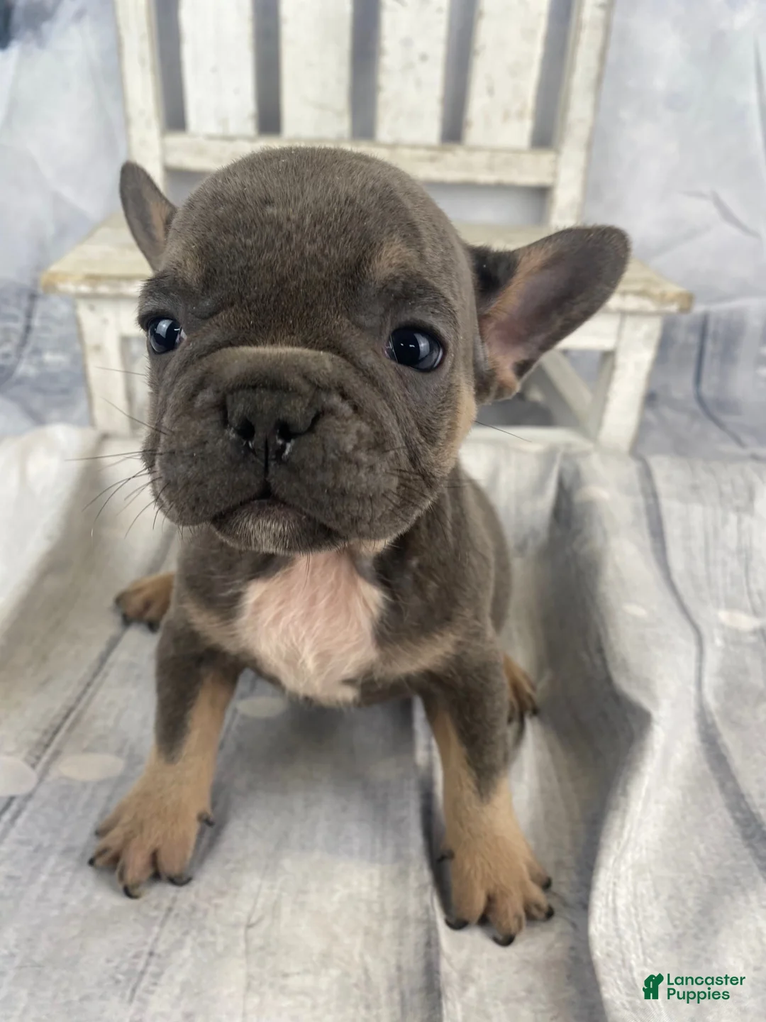 French Bulldog dogs for sale: Paisley - Ad 9