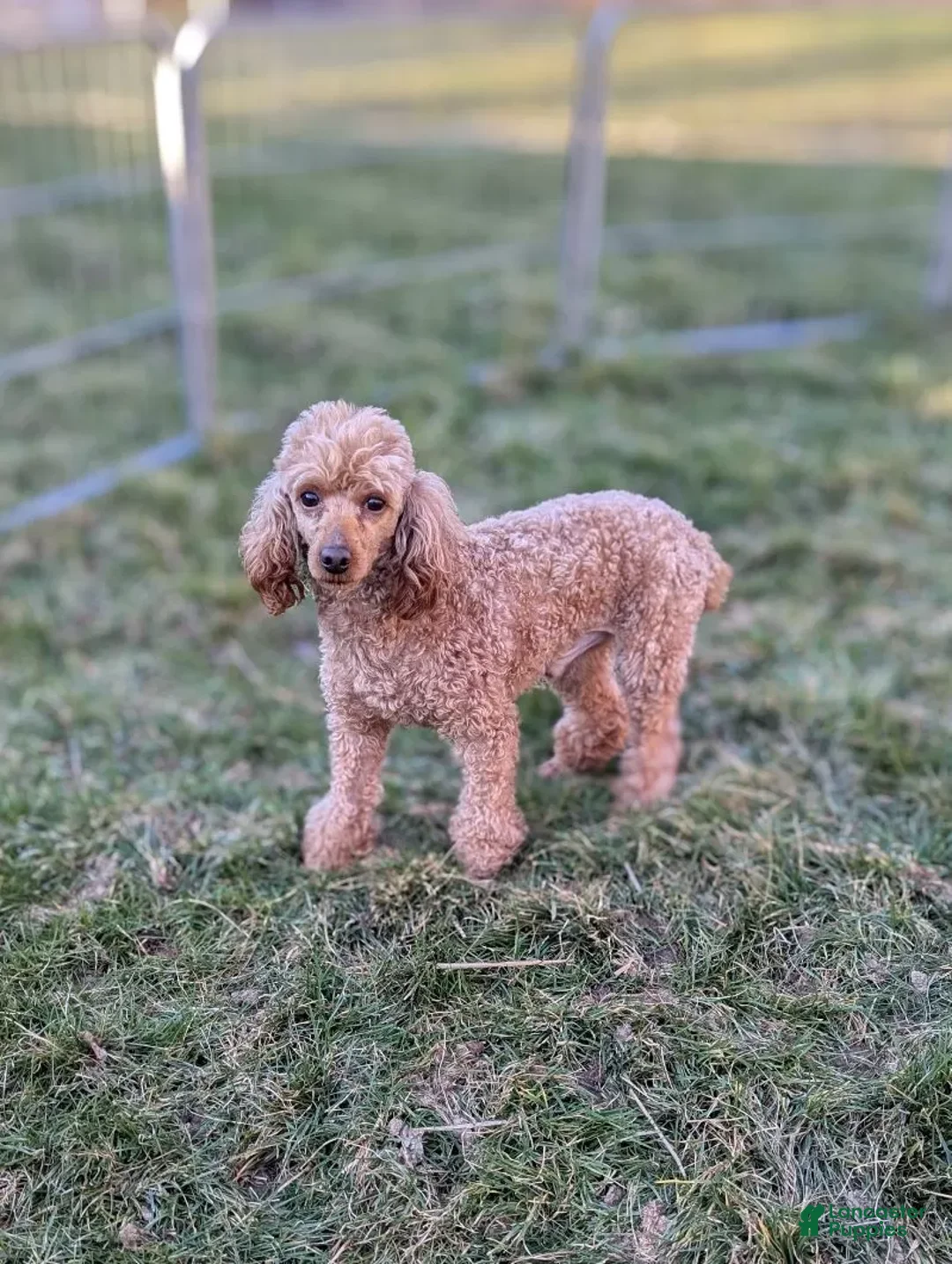 Bichpoo dogs for sale: Baxter - Ad 11