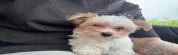 Morkie dogs for sale: Morkie Puppy 1 - Ad 1