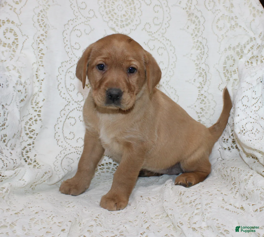 Labrador Retriever dogs for sale: Rosie - Ad 2