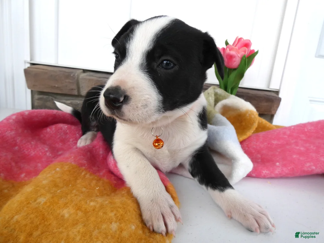 Border Collie dogs for sale: Border Collie Puppy 3 Willie - Ad 2