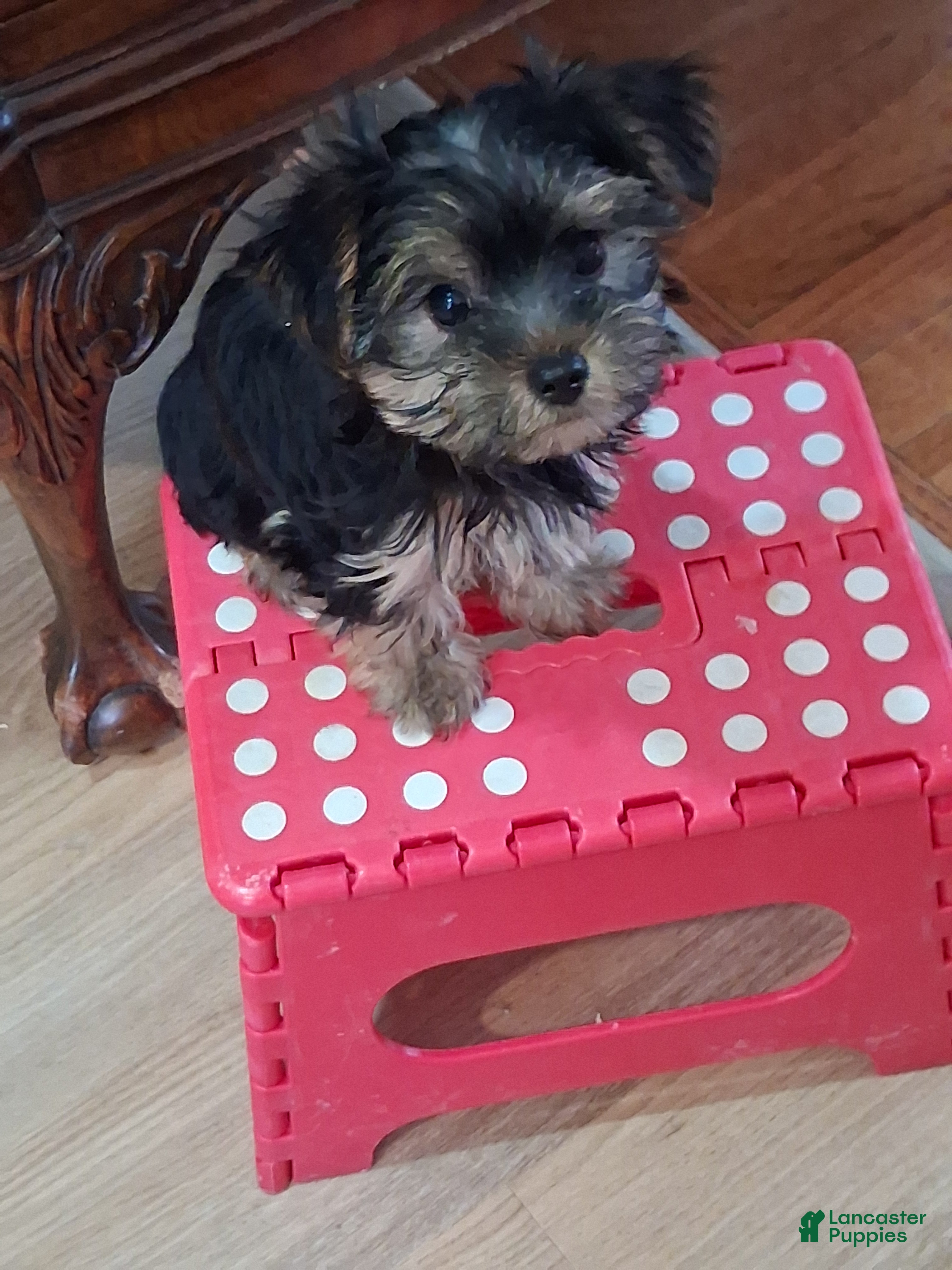 Yorkshire Terrier dogs Eeney  - Ad 1